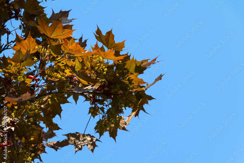 Red maple leaves and branches against blue sly. Nature seasonal background. Copy space.