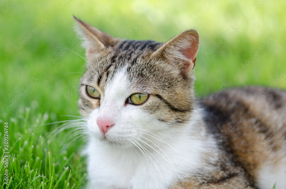 the homeless cat looks carefully around the park. the homeless cat looks carefully around the park.