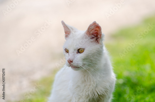 A durty poor homeless injured diseased neglected abandoned stray white cat