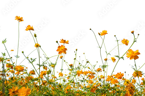 Cosmos flowers blooming in nature on white background © หอมกลิ่น กล้วยไม้