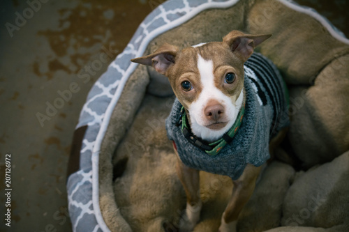 Cute Chihuahua in a Warm Sweater © Bernie Page Design