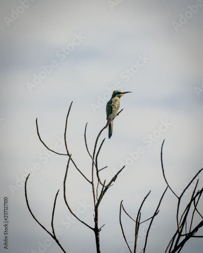 African bee eater sitting on leafless tree looking into distance against cloudy sky, Sine Saloum Delta, Senegal, Africa photo