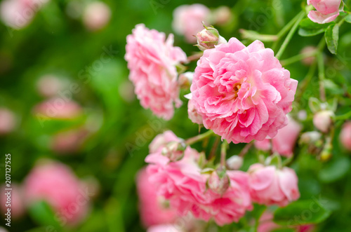 Beautiful pink climbing roses in spring in the garden