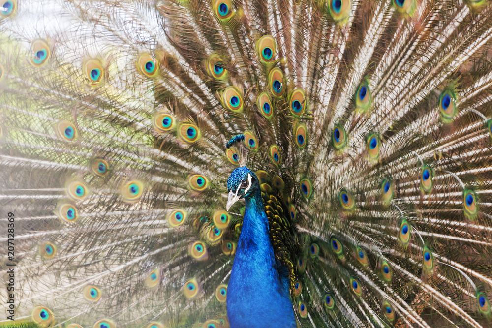 Obraz premium Portrait of a beautiful peacock bird with colorful feathers.