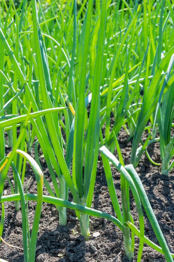 Obraz premium green onions growing in the garden in the garden in the garden in the spring of may