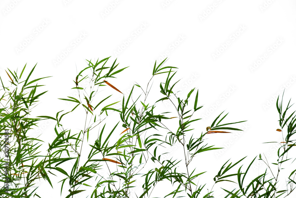Bamboo leaves on white background Bamboo leaves on white background