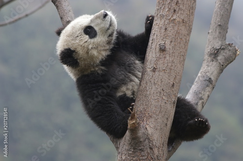Fototapeta Naklejka Na Ścianę i Meble -  Little Panda on the Tree