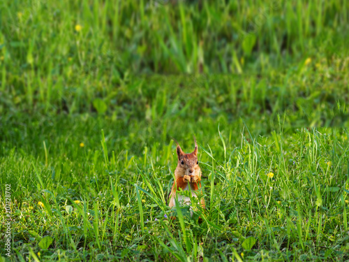 Ginger squirrel sits in green grass. Rodent eating a nut. Spring natural background. © Konstantin Aksenov