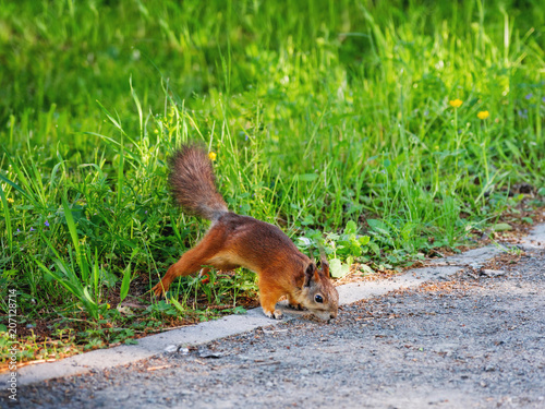Ginger squirrel in green grass. Rodent is seaching for food. Spring natural background. photo