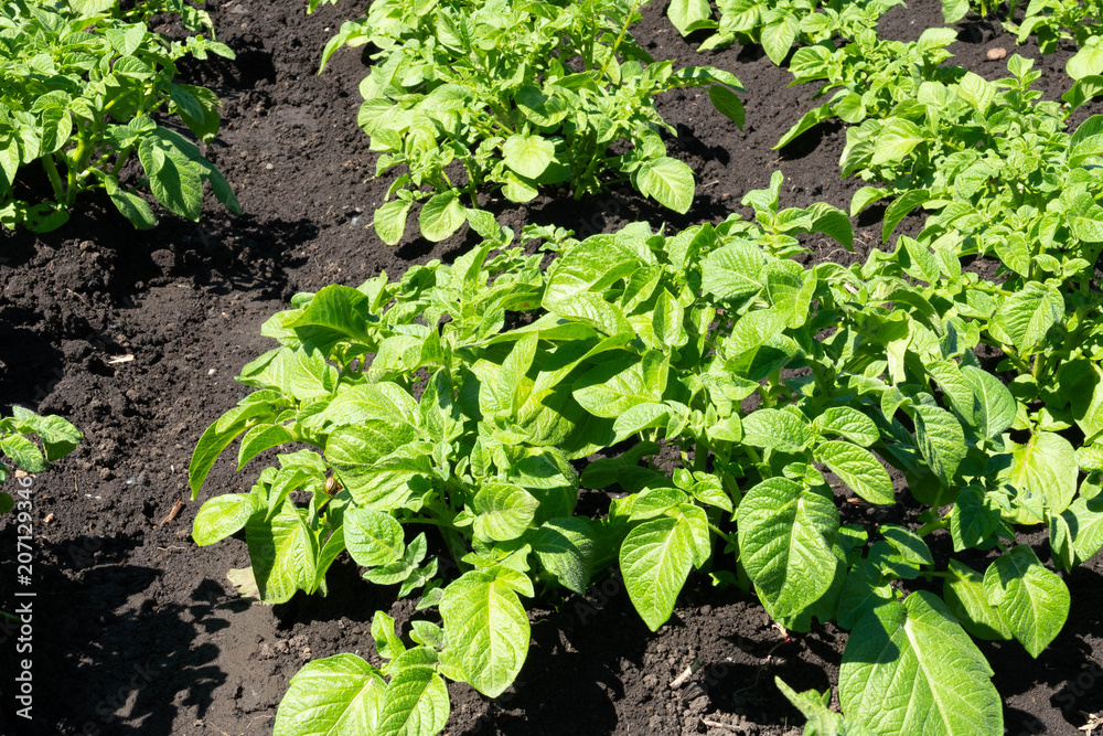 close-up of potato seedlings in the garden young green close-up of potato seedlings in the garden young green