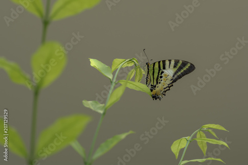 Fivebar Swordtail Butterflies on leaves photo