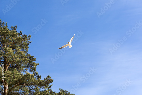Seagull, 1 bird flying in blue sky, pine trees, nature Baltic, Northern Europe