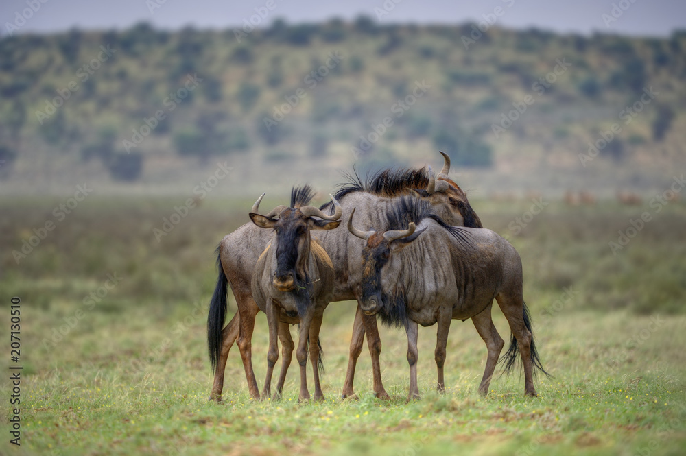 BLUE WILDEBEEST (Connochaetes taurinus) aka Brindled Gnu, in the Kalahari desert. On fresh sprouting grasses after a rainfall. Kgalagadi, Northern Cape, South Africa BLUE WILDEBEEST (Connochaetes taurinus) aka Brindled Gnu, in the Kalahari desert. On fresh sprouting grasses after a rainfall. Kgalagadi, Northern Cape, South Africa
