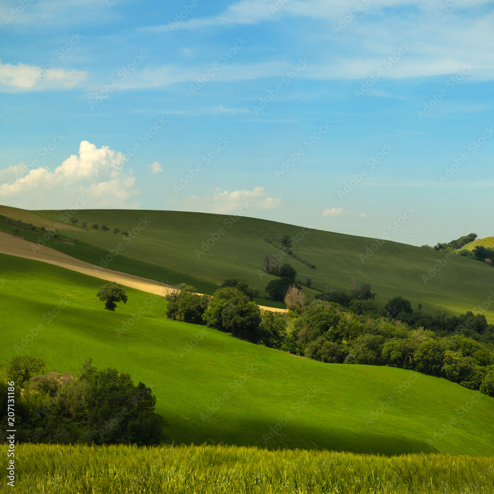 View of a rural landscape, green fields of wheat