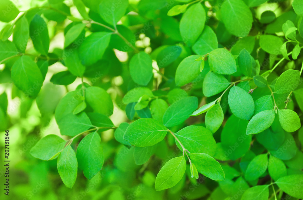 young fresh wood leaves texture background.