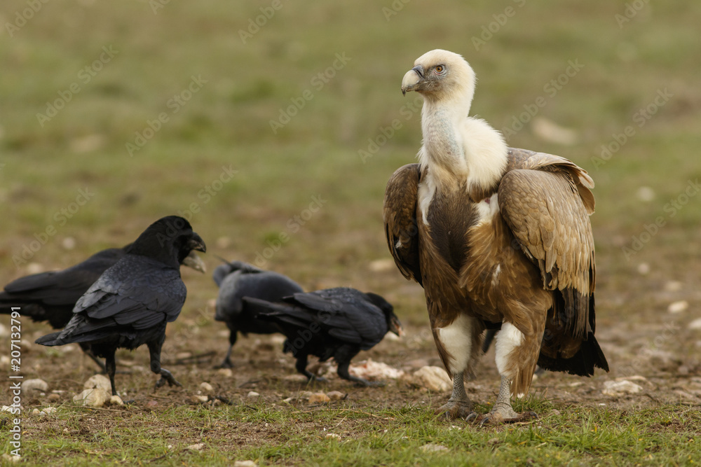 Griffon Vulture (Gyps fulvus), feeding, Castile and Leon, Spain. Griffon Vulture (Gyps fulvus), feeding, Castile and Leon, Spain.