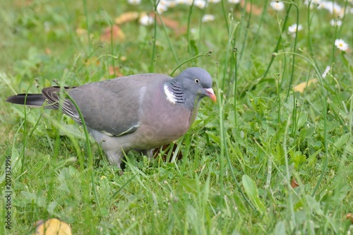 Un pigeon ramier en gros plan dans un jardin