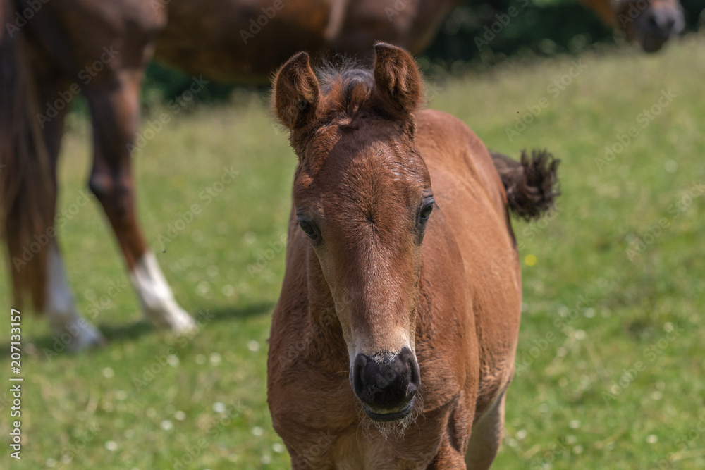 Portrait eines braunen Fohlens