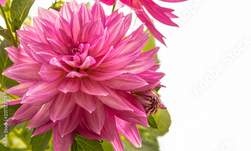 Fototapeta Naklejka Na Ścianę i Meble -  Blooming pink Dahlia flower closeup.