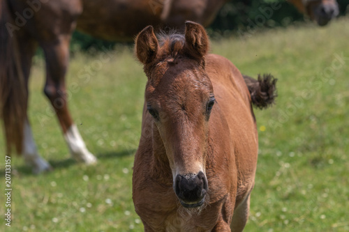 Portrait eines braunen Fohlens