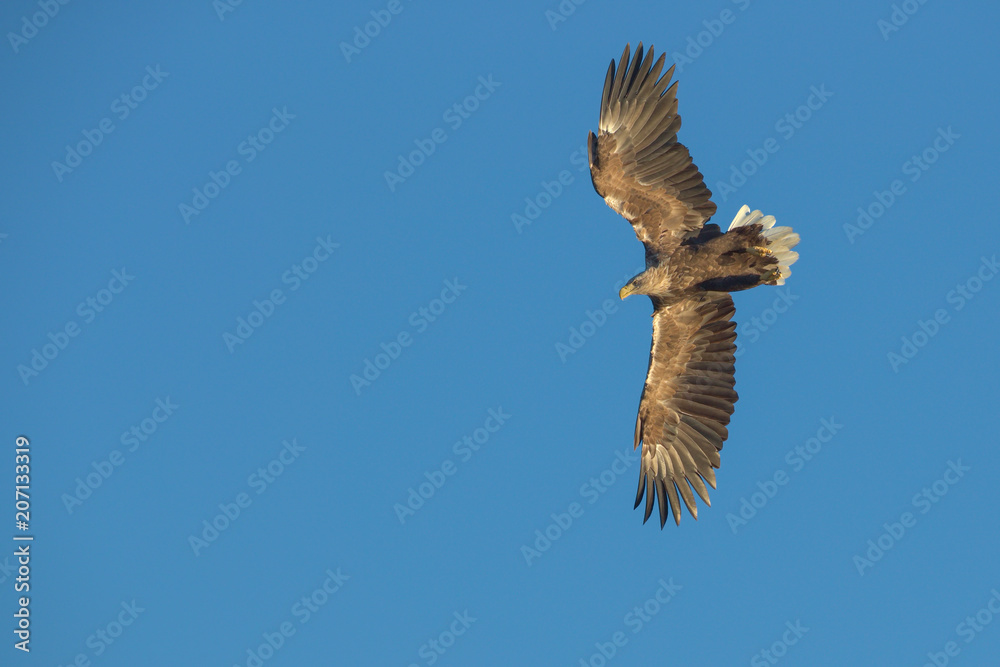 Fototapeta premium Hunting Sea Eagle