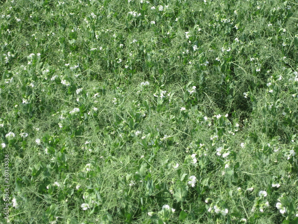 Blooming peas in the field. Flowering of legumes. Flowers of peas Blooming peas in the field. Flowering of legumes. Flowers of peas
