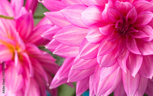 Fototapeta Naklejka Na Ścianę i Meble -  Blooming pink Dahlia flower closeup.