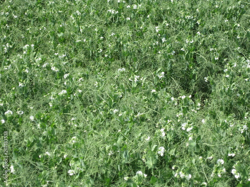Blooming peas in the field. Flowering of legumes. Flowers of peas