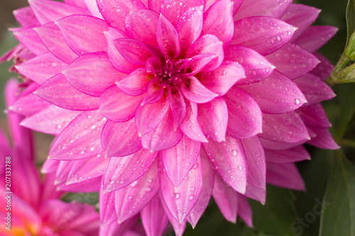 Fototapeta Naklejka Na Ścianę i Meble -  Blooming pink Dahlia flower closeup, with water droplets.