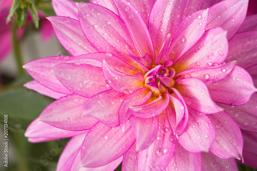 Fototapeta Naklejka Na Ścianę i Meble -  Blooming pink Dahlia flower closeup, with water droplets.