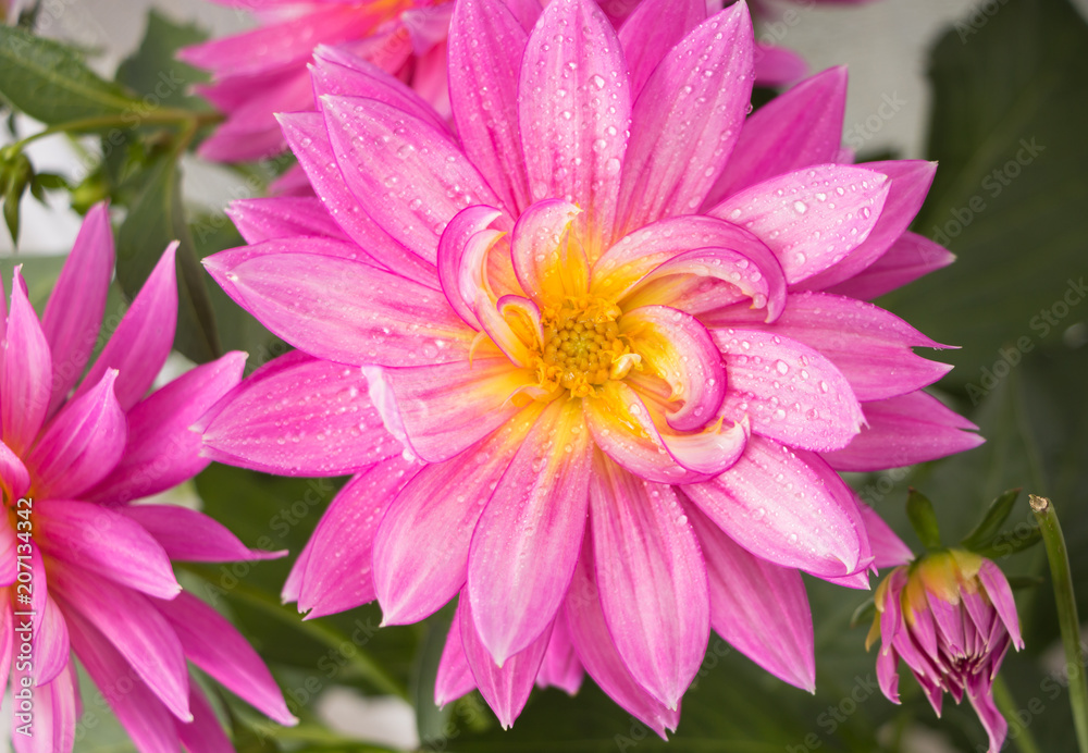 Blooming pink Dahlia flower closeup, with water droplets.