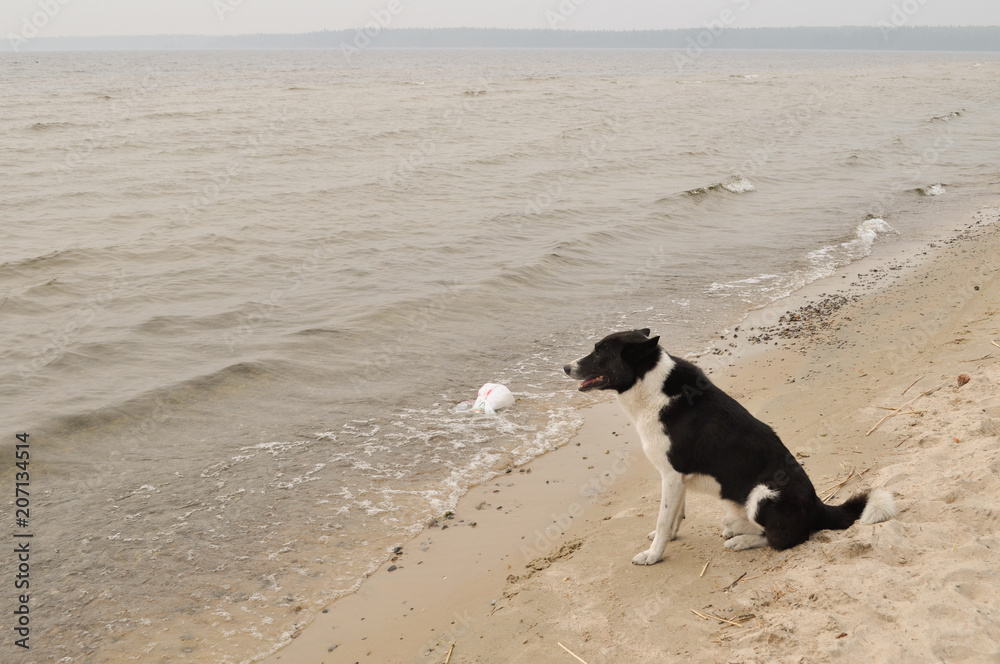 dog and The dark water of the lake and the sky and the sandy beach with highlights and glimpses dog and The dark water of the lake and the sky and the sandy beach with highlights and glimpses