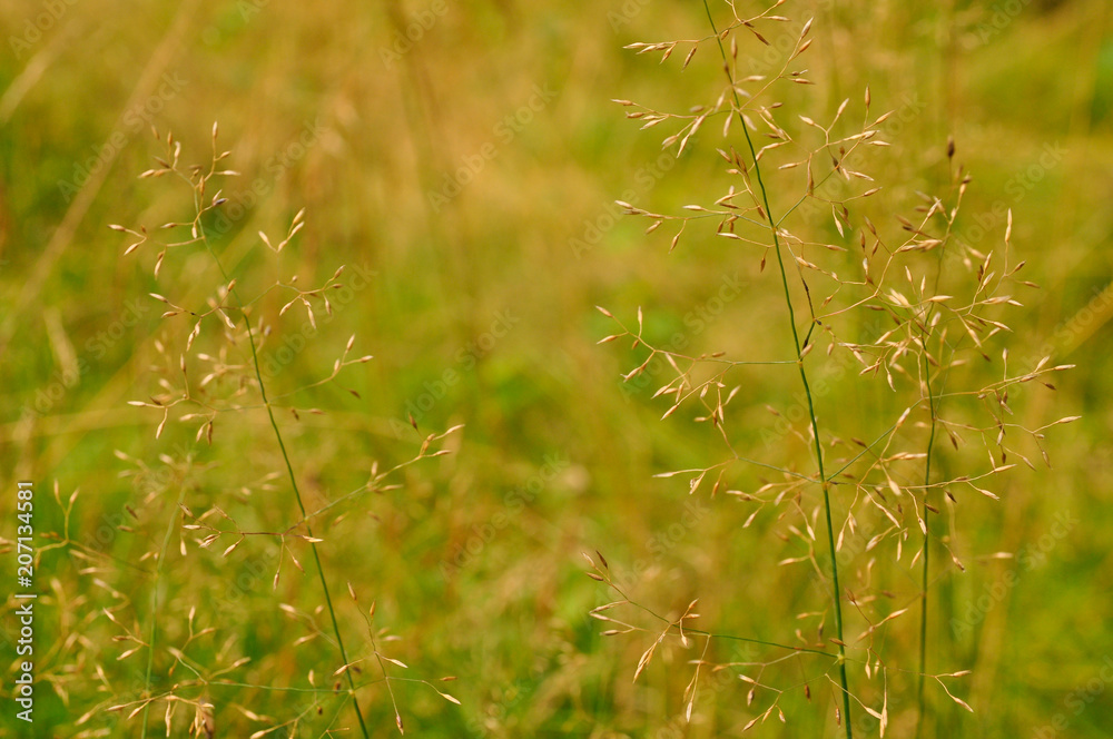 greens and grass under the sunlight greens and grass under the sunlight