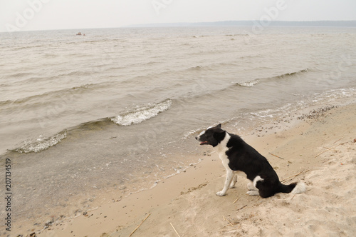 dog and The dark water of the lake and the sky and the sandy beach with highlights and glimpses
