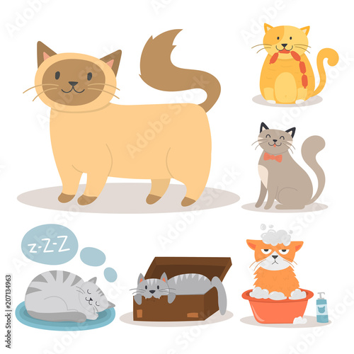 Portrait cat animal pet cute kitten purebred feline kitty domestic fur adorab...