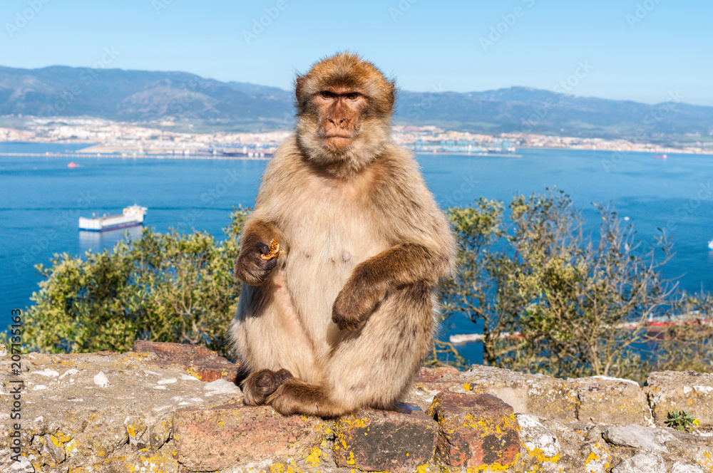 Fototapeta premium The Barbary Macaque monkey of Gibraltar. The only wild monkey population on the European Continent. At present there are 300+ individuals in 5 troops occupying the Gibraltar nature reserve.