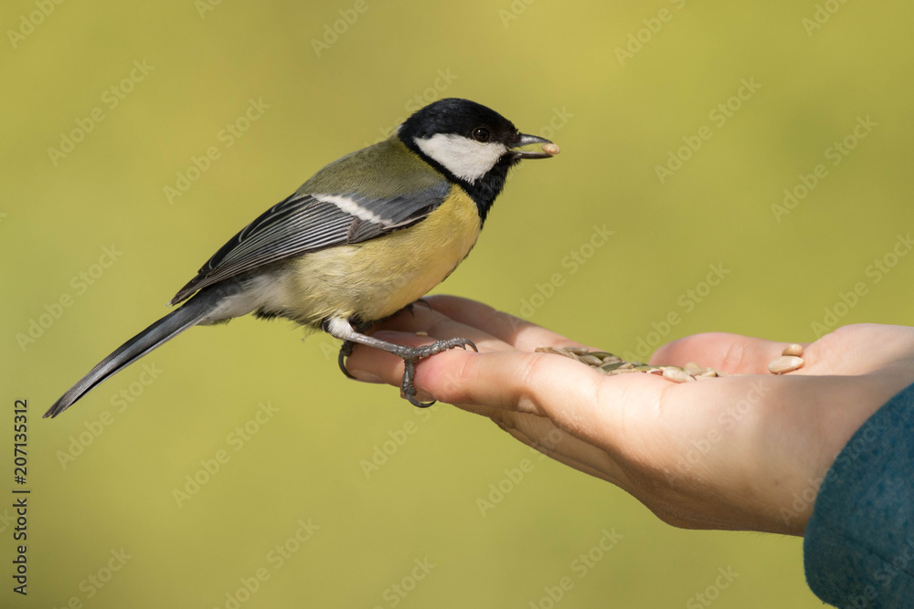 pájaro carbonero cogiendo pipas de una mano pájaro carbonero cogiendo pipas de una mano