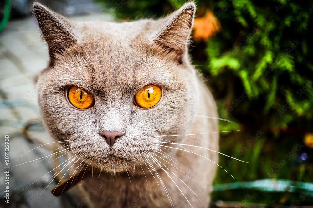 Furious cat eyes haunting 