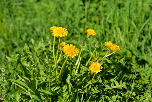 Fototapeta Naklejka Na Ścianę i Meble -  Summer dandelions close up.