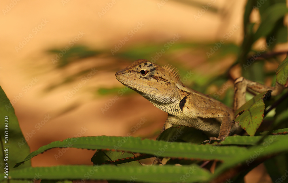 Obraz premium A lizard eat insects on a tree.
