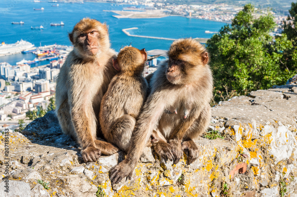 Fototapeta premium The Barbary Macaque monkeys of Gibraltar. The only wild monkey population on the European Continent. At present there are 300+ individuals occupying the Gibraltar nature reserve.