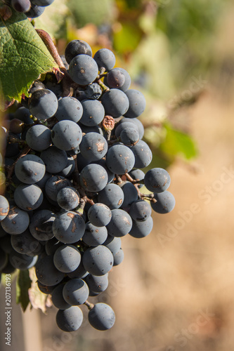 Uva Malbec