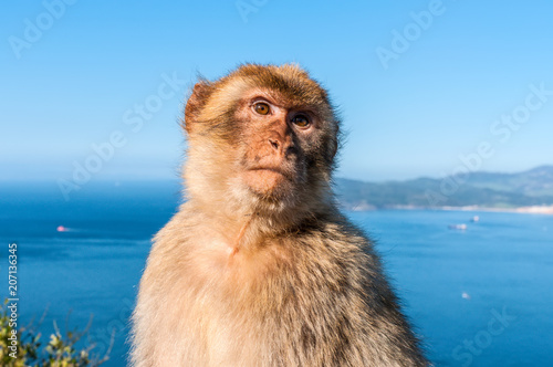 Gibraltar Barbary macaque monkey portrait with panorama view in background © Val Traveller