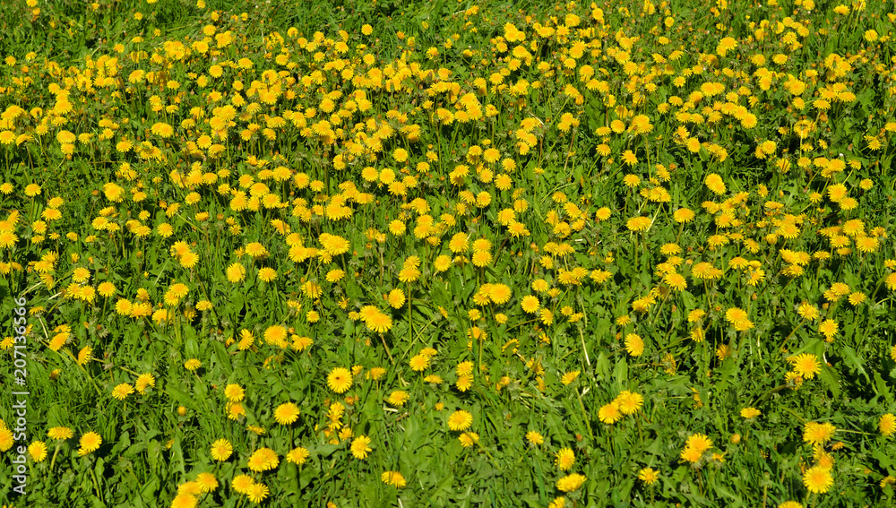 Summer dandelions close up.