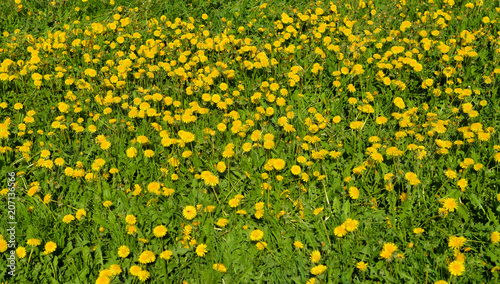 Summer dandelions close up.