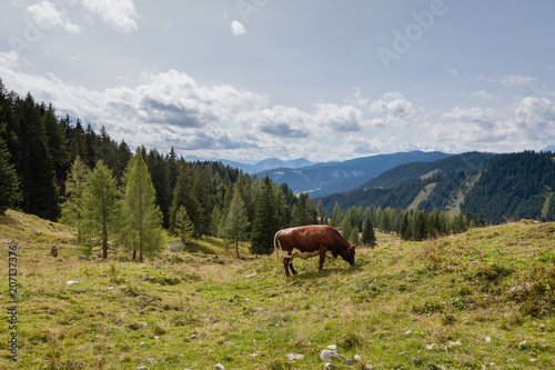 The cow grazing on the pasture with the background of Dachstein mountain Salzkammergut, Austria near Filzmoos in a beautiful summer day