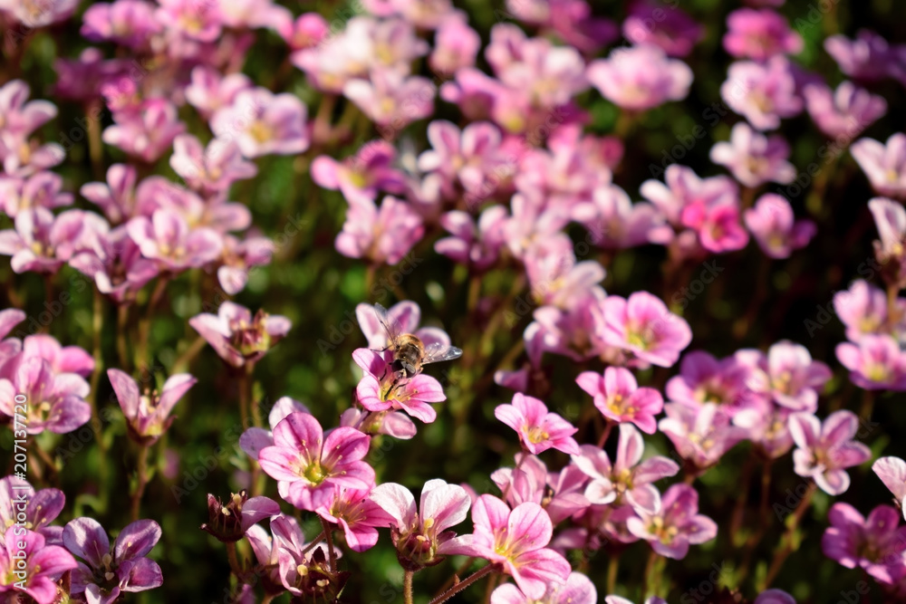 Little pink flowers in a garden on a sunny day. Blooming moss 