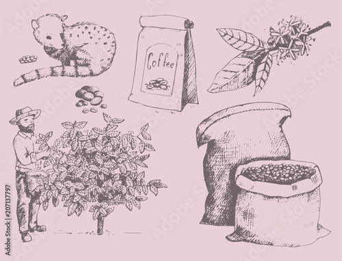 Coffee production hand drawn farmer picking beans on tree and vintage drawing drink retro cafe collection sketch dessert vector illustration.