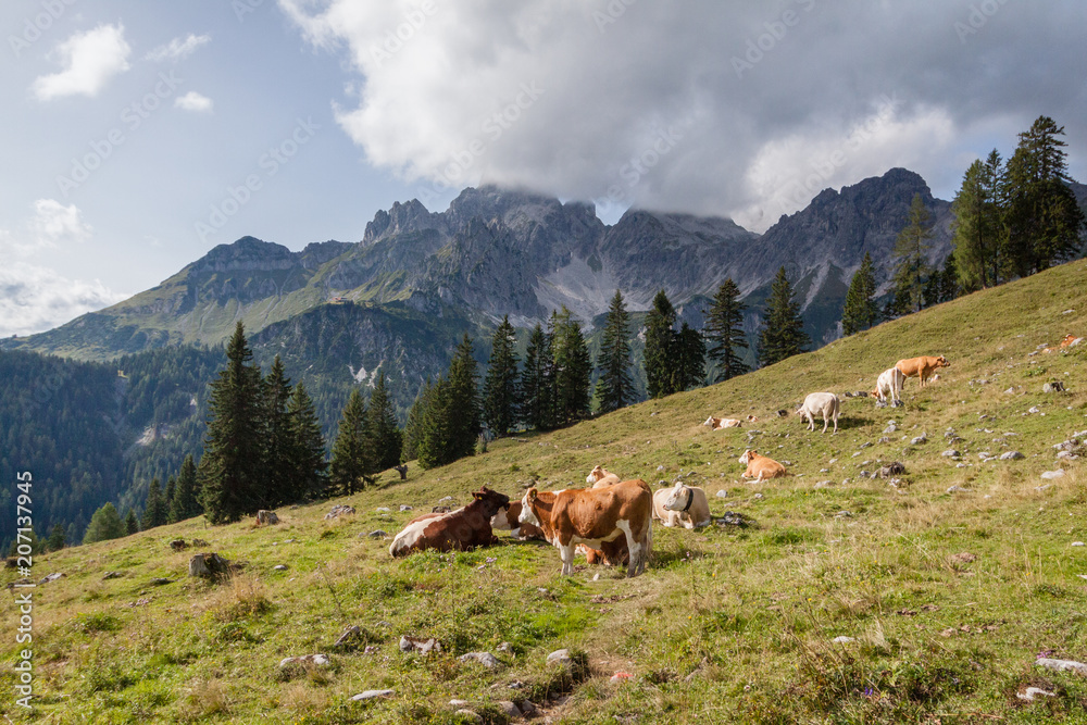 The cows grazing on the pasture with the background of Dachstein mountain  Salzkammergut, Austria near Filzmoos in a beautiful summer day