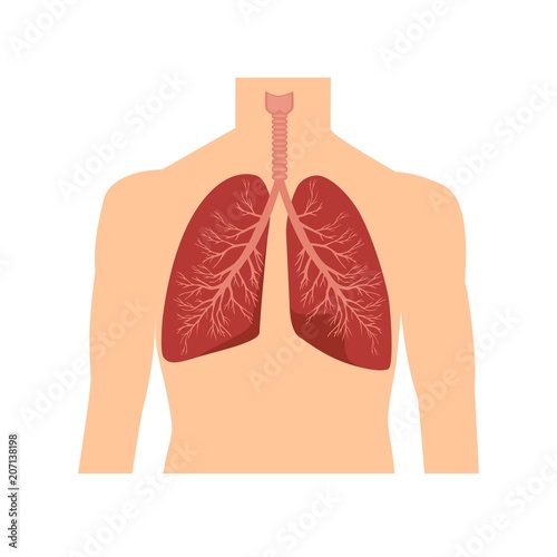 Human respiratory system. Human lungs 